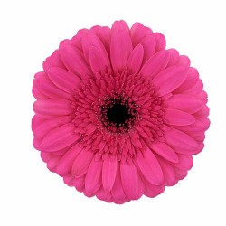 Gerbera Award