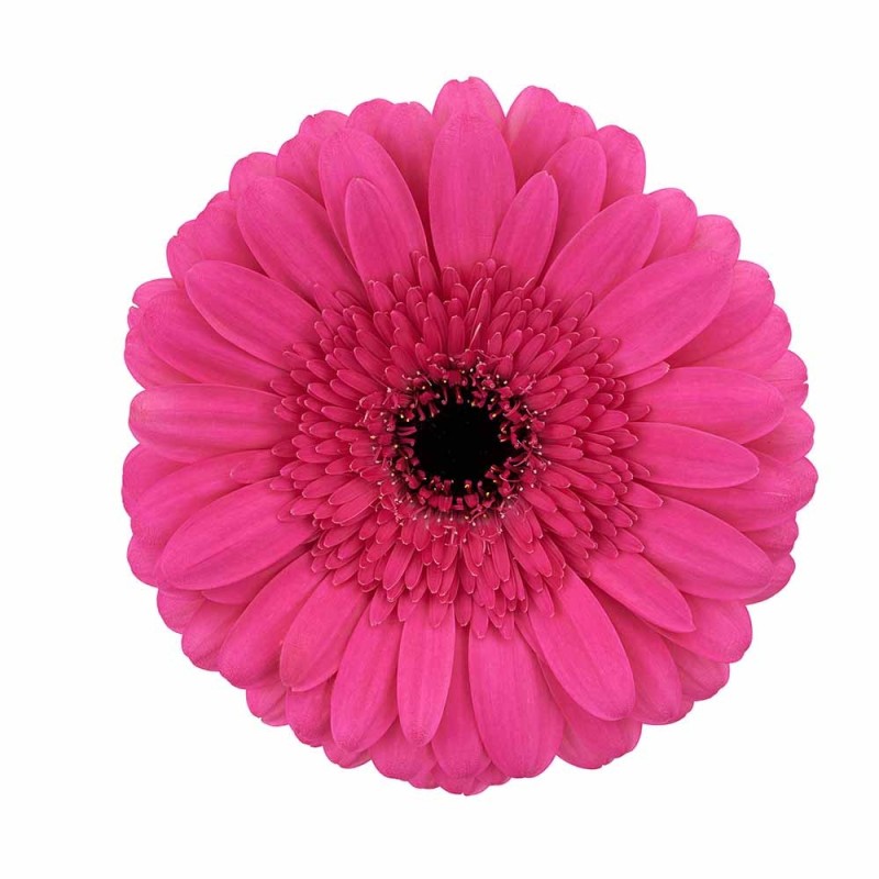 Gerbera Award