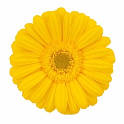 Gerbera Lyon