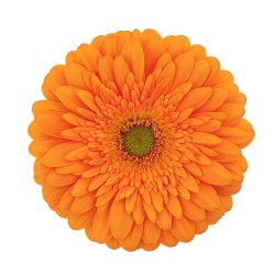 Gerbera Oriana